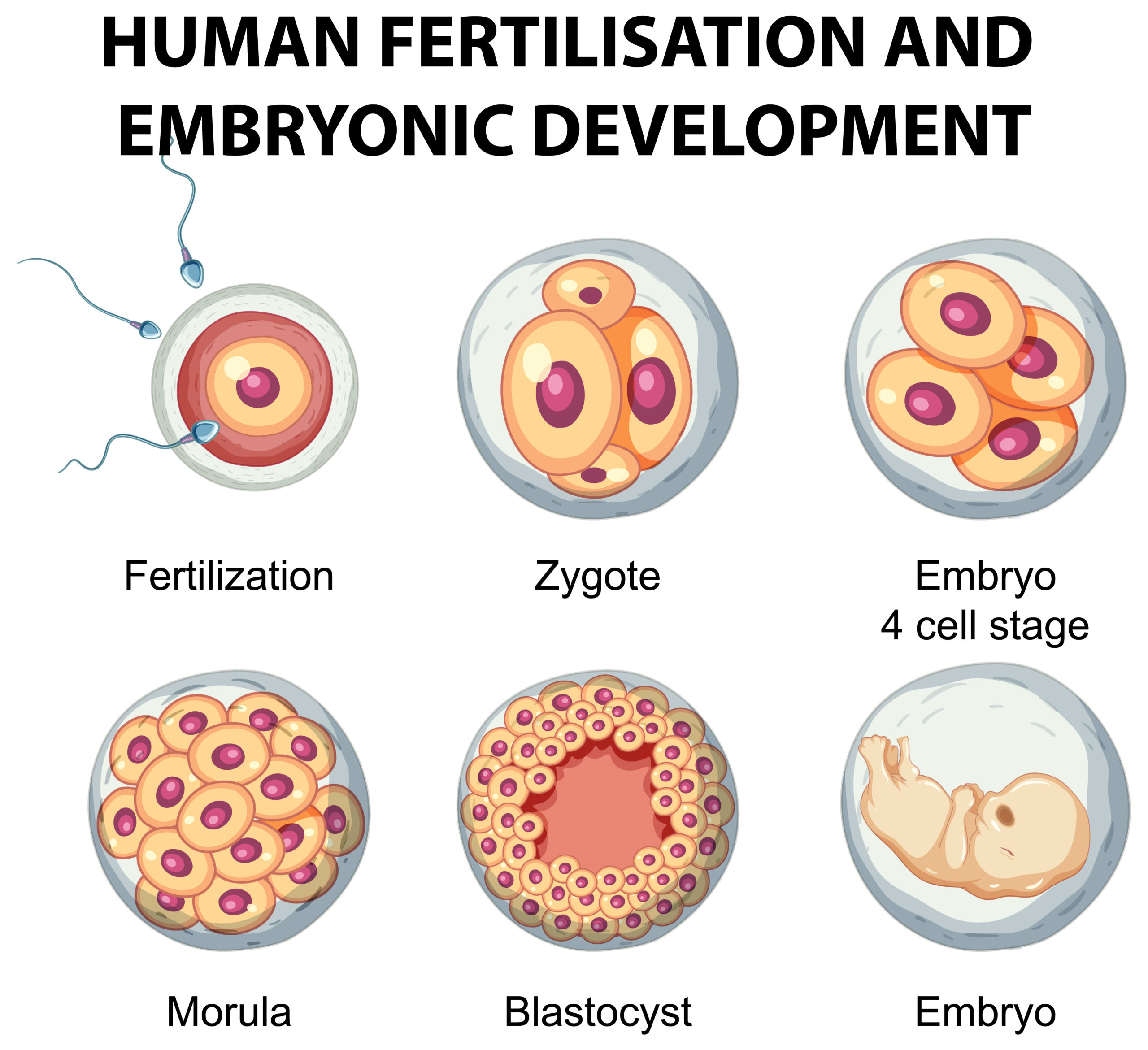 Human fertilisation and embryonic development in human infograph